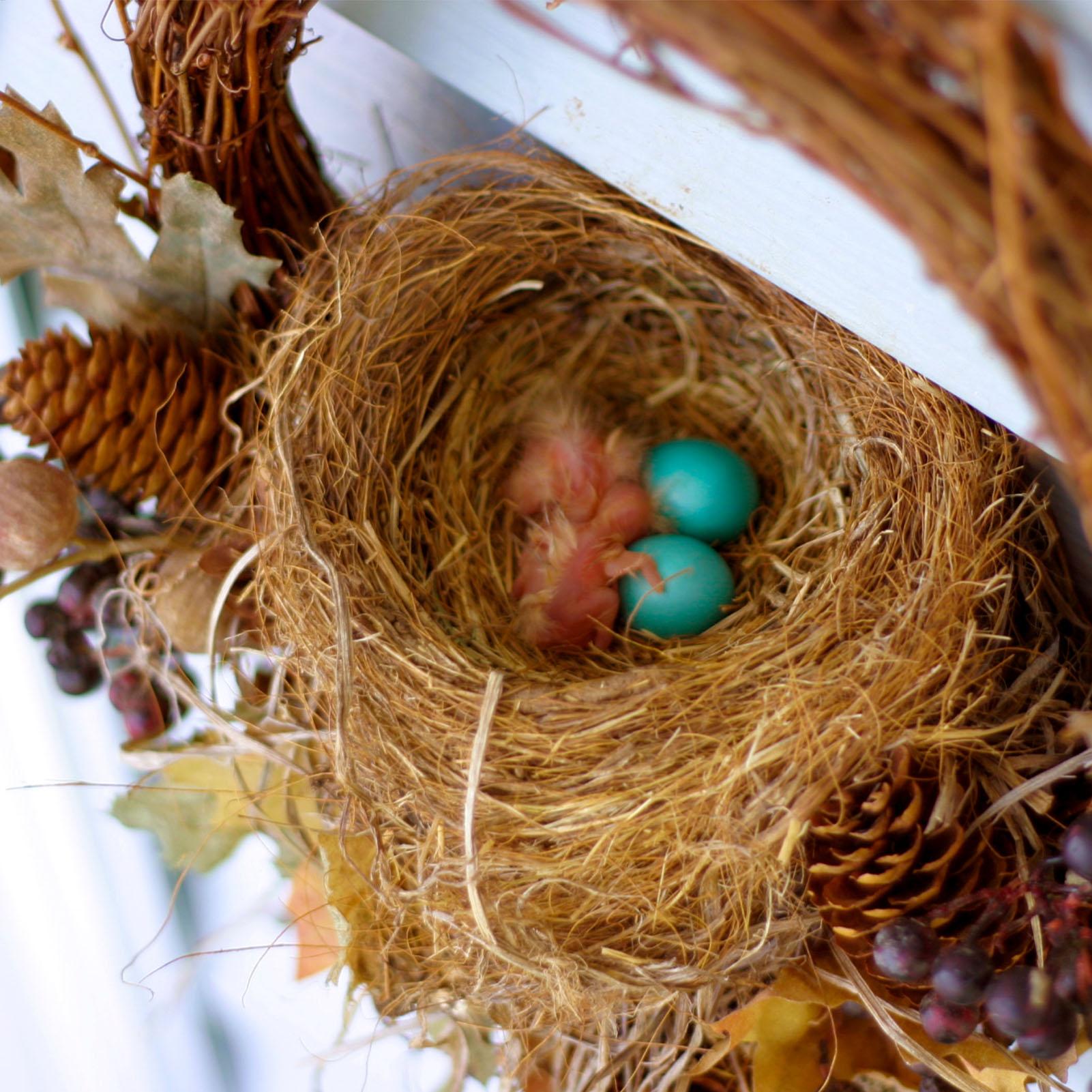 Bird Coconut Fiber 250g/500g D - Substrate Coconut Fiber recension och pris